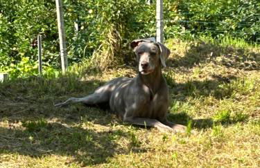 Valtellinda - Foto 28