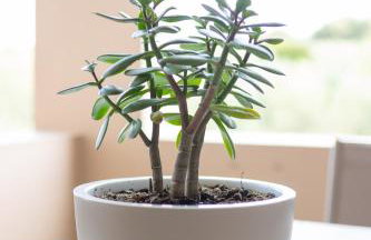 Olive Apartment Crete - Foto 76