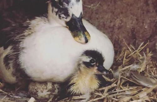 Y Boidy Bach - Photo 50