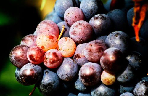 Fattoria Colsanto - Foto 26