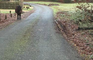 Cosy Forest Cottage Log Fire Ponies Walks - Foto 77