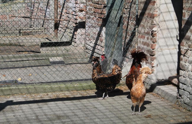 Agriturismo Le Clementine - Foto 34