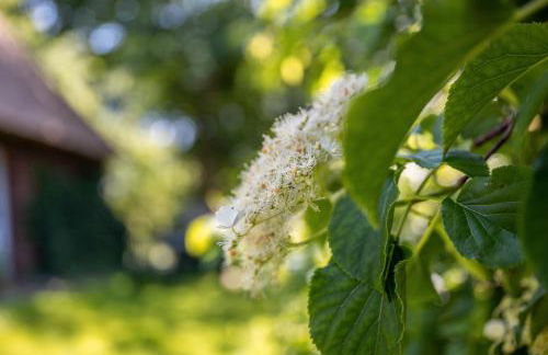 Fewo Silke Dethlefsen - Foto 1