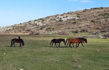 Arli House - Photo 34