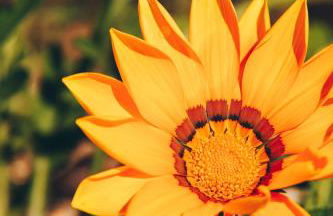 Quinta Do Padrao - Foto 20