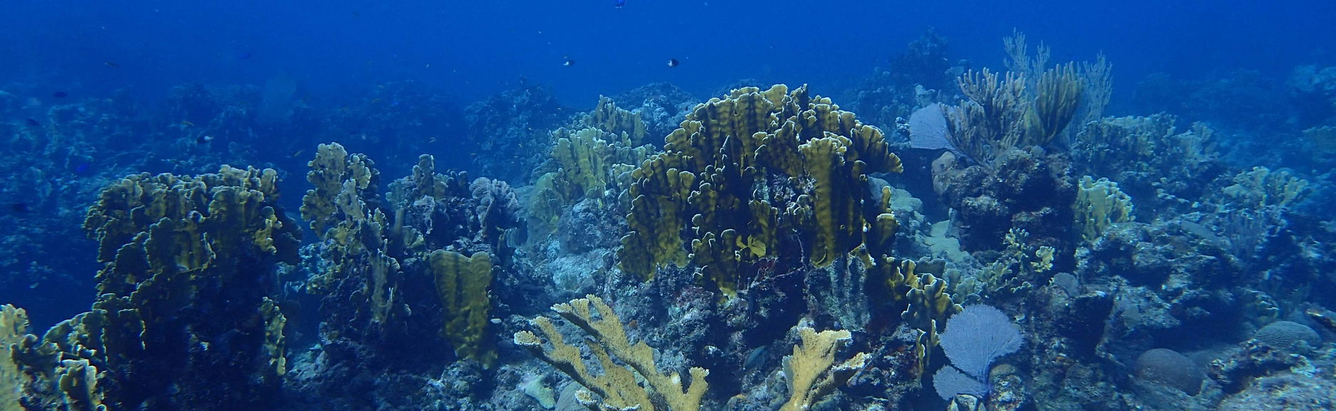 Immersione a Playa Coral