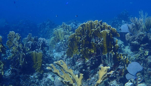 Buceo en la playa Coral