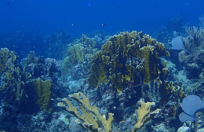 Playa Coral Scuba Diving - Foto 5