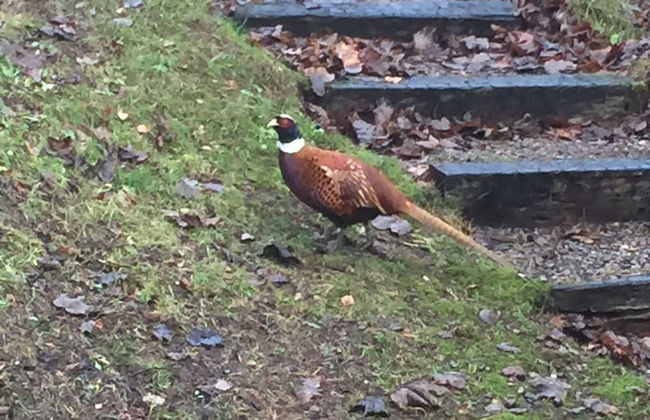Lurchers Cabin Aviemore - Foto 18