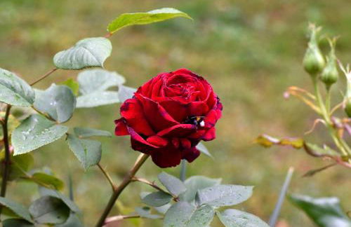 Zur Eiche Potsdam - Foto 19