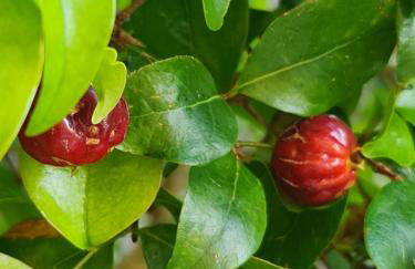 Casa do Garajau 304 - Foto 30