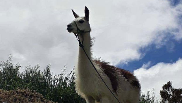A friendly llama