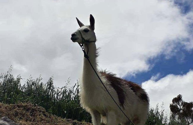 Senderismo por el bosque de Quero - Foto 2