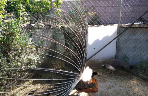 Casa da Paleta - Foto 11