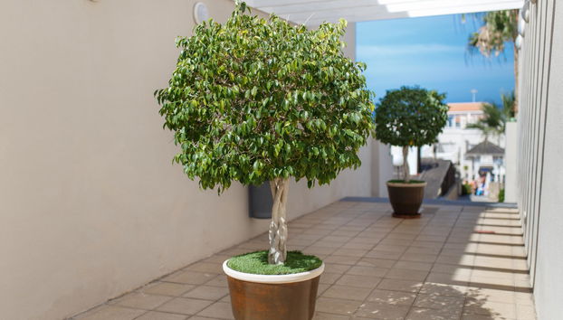 Los Olivos Beach Resort - Foto 3