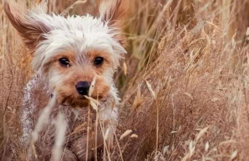 Granary Retreat for 2 inc shared Dog Field - Foto 30