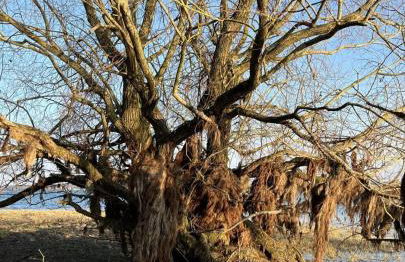 Le coteau de l'orme - Foto 40