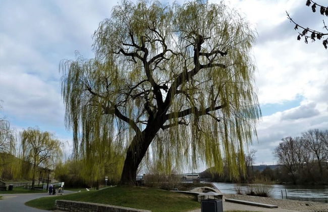 Holiday Apartment Randersacker - Foto 16