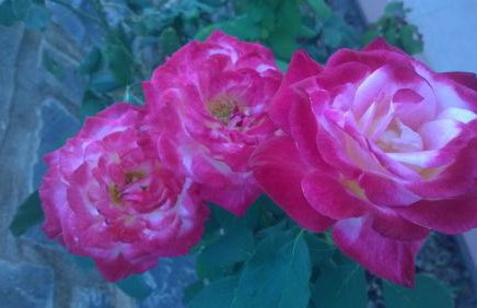 House of Polymnia - Photo 16