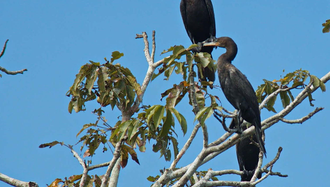 Escursione alla Ciénaga Grande di Santa Marta