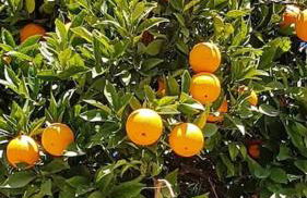 Private pool in Lecrin 30 min Granada/beach - Foto 18