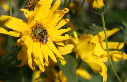 Apartments Residence Montana - Photo 30