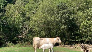 Casa Amalia - En el corazón verde de Cantabria!! - Foto 4