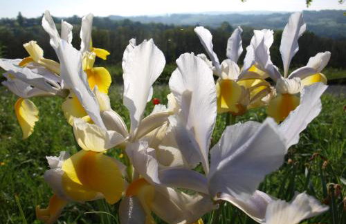 Domaine de la Cipière - Foto 15