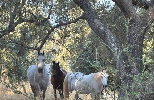 Olive Grove House - Foto 57