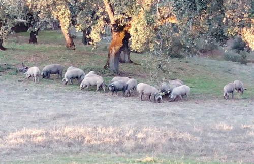 Agua de mayo - Foto 28