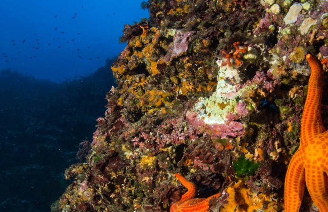 Baptême de plongée à Bosa - Photo 1