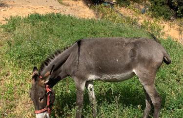 Παραδοσιακός πέτρινος ξενώνας σε φάρμα - Foto 15