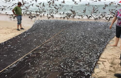 Praia de Mira - Foto 37