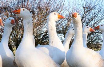 Bastle Retreats Farm Cottage - Foto 27