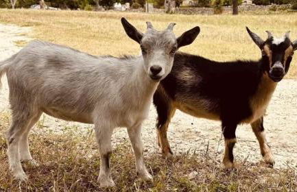 Kingsby Farmhouse - 1BR with 2 Queens & Mountain Views - Photo 27