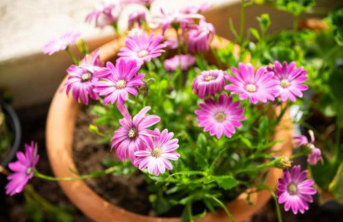 Sa Mariposa - Foto 17