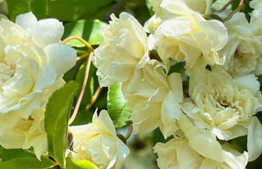 Villa Elena Tuscany - Pool & Garden Arezzo - IHH - Foto 29