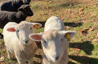 Luxury Farm Stay-Bonds Corner Bungalow-Wolf Pine Hollow - Foto 72