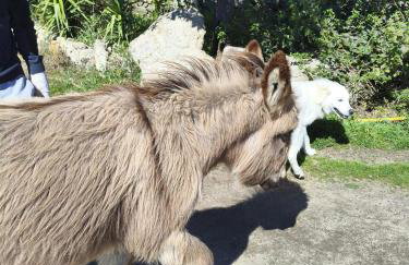 Tapada das Carvalhas - Foto 9