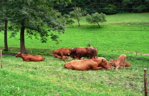 Comfortable Holiday Home in a Beautiful Location - Foto 33