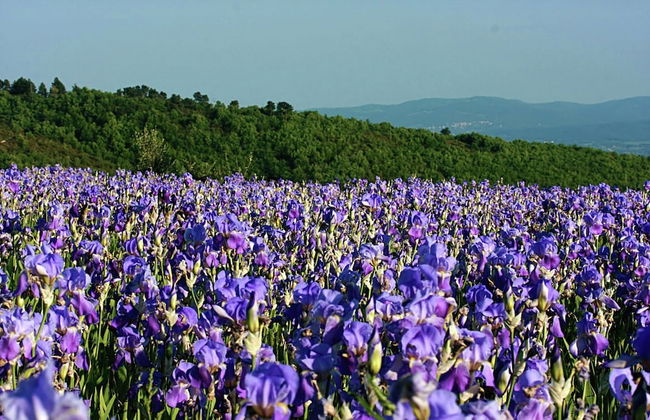 Hillside Retreat With a View - Foto 43