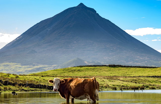 Excursión a la isla de Pico - Foto 1