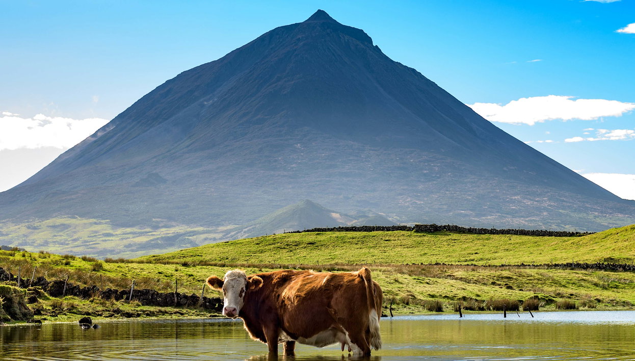 Pico Island Day Trip - Photo 1, Pico Island Day Trip