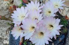 Apartment Djanina - Foto 9