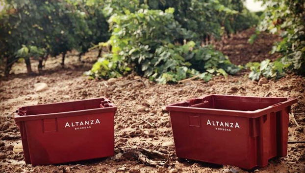 Crates for harvesting the grapes