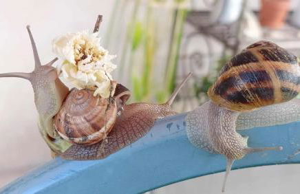 Le jardin de Nigelle , Bas De Villa En Provence - Foto 49