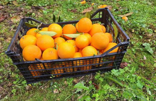 Duplex House - Foto 48