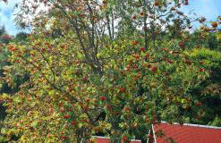Perełka Bieszczady Domki - Photo 80