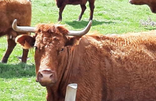 Cantal maison individuelle - Photo 26