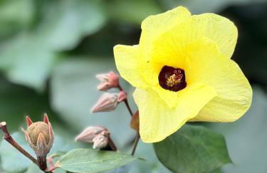 Hibiscus Hale - Perfect for 2! - Foto 10